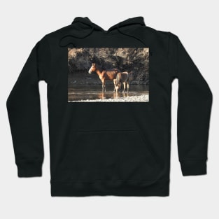 Wild Horses, Salt River, Arizona Hoodie